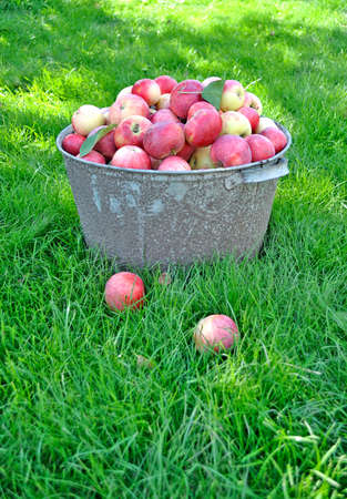 Fresh apple crop harvested in the gardenの写真素材