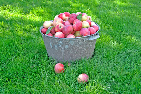 Fresh apple crop harvested in the gardenの写真素材
