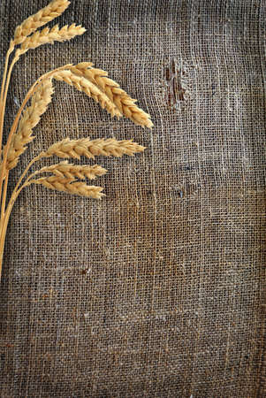 Stalks of wheat ears on the sackingの写真素材