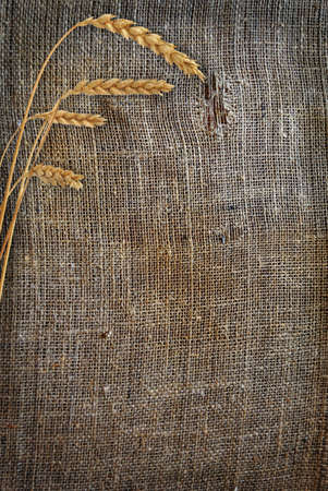Stalks of wheat ears on the sackingの写真素材