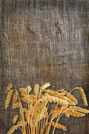 Stalks of wheat ears on the sackingの写真素材