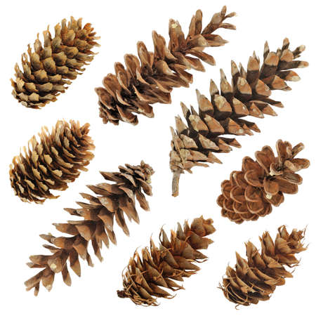 Big set of cones various coniferous trees isolated on whiteの写真素材