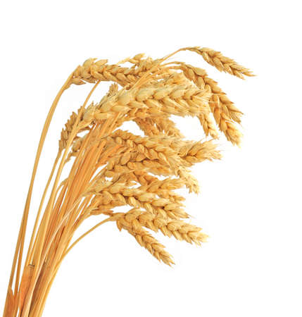 Stalks of wheat ears isolated on white backgroundの写真素材