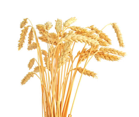 Stalks of wheat ears isolated on white backgroundの写真素材
