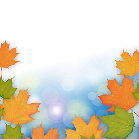 Autumn leaves backgroundの写真素材