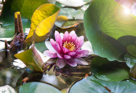 Beatiful water lily with leans flareの写真素材