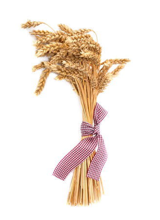 Stalks of wheat ears isolated on white backgroundの写真素材