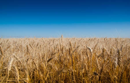 Background of wheat ears and blue sky. Metaphorical Flag of Ukraineの写真素材