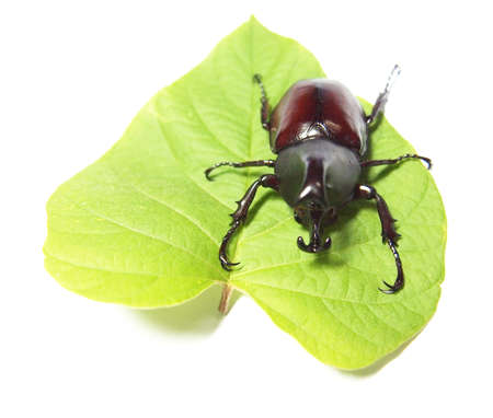 Beetle on leaf     の写真素材