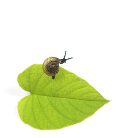 snail on green leaf  の写真素材