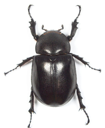 Female beetle