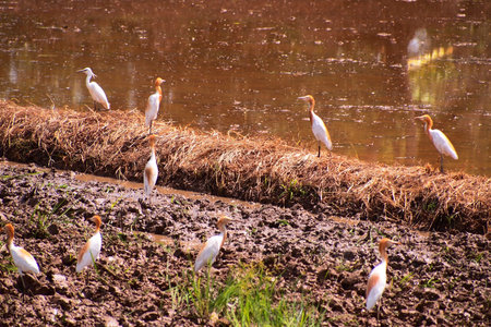 Farm and birds.
