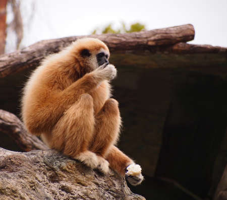 gibbon    の写真素材