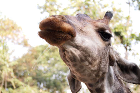 Giraffe at the zooの写真素材
