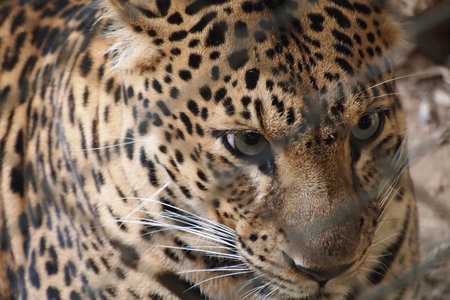 Leopard in a cageの写真素材