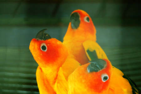 Parrot orangeの写真素材