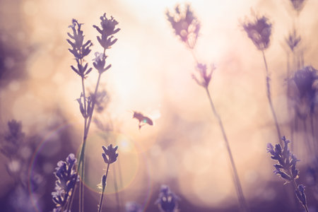 CLose up of lavender flowers in sunset.の写真素材