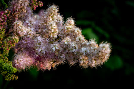 Pink spring blossomの写真素材