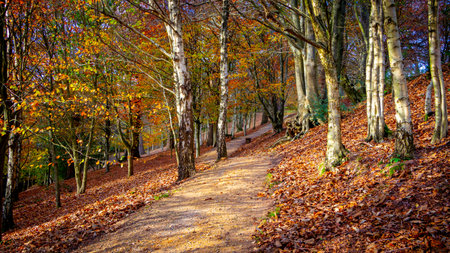 A Path Meandering Through Autumnal Trees in Country Parkの写真素材