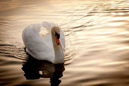 Mute Swan (Cygnus Olor) gliding on lake at sunrise.の写真素材