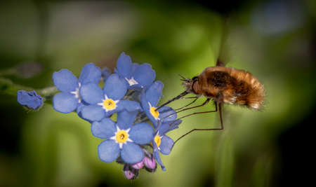A Large Bee-Fly (Bombylius Major) drinking nectar from a blue flower.の写真素材