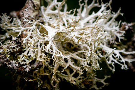Macro of Wolf Lichen (Letharia Vulpina).の写真素材