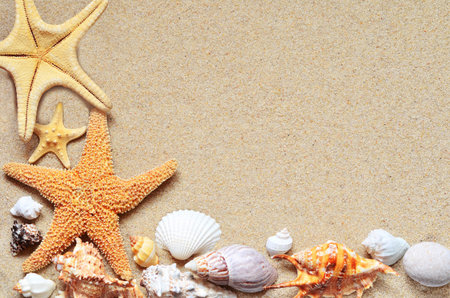Summer beach shells and starfish