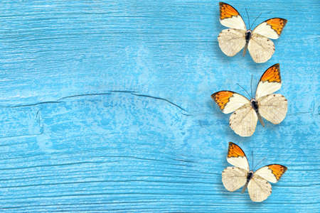 Butterfly on the blue wooden backgroundの写真素材