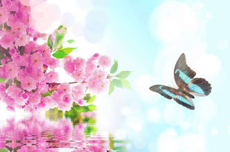 Butterfly and flower cherryの写真素材