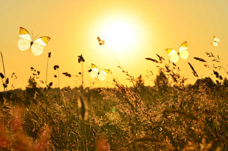 Butterfly and summer meadowの写真素材