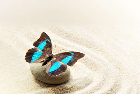 Butterfly Prepona Laerte on the sandの写真素材