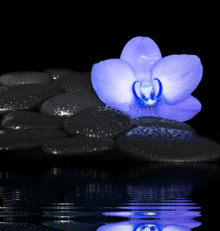 Flower orchid and black stonesの写真素材