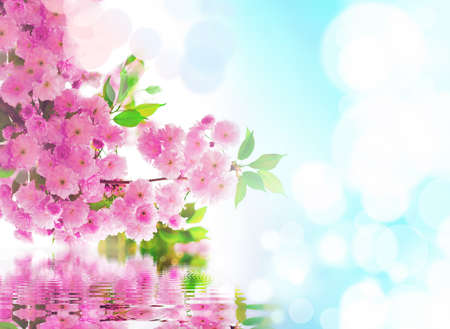 Spring. Sakura flower.の写真素材