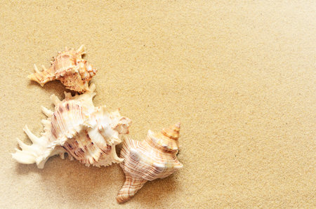 Sea shells with sand as background.