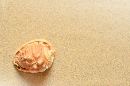 Sea shell with sandの写真素材