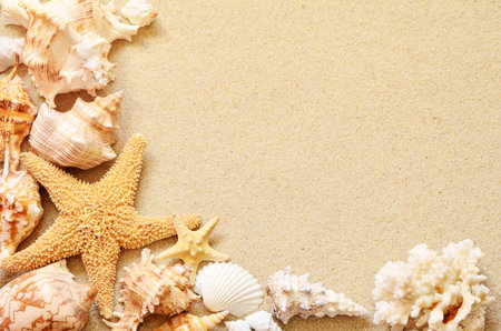 seashells on seashore in tropical beach