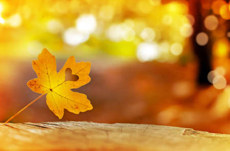 Golden autumn leaves with cute little Valentine heartの写真素材