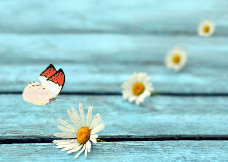 Flower daisy and butterfly hebomoia glausippe on the blue wooden backgroundの写真素材