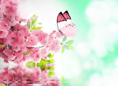 Cherry blossom and butterfly hebomoia glausippeの写真素材