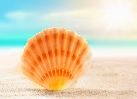 Shell on the sunny beach and ocean backgroundの写真素材
