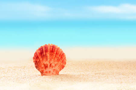 Shell on the sunny beach and ocean backgroundの写真素材