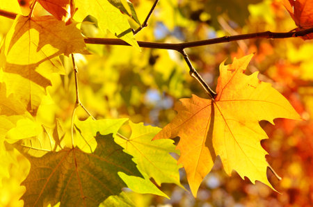 Colorful autumn leaves. Background of autumn leaves on the branches.