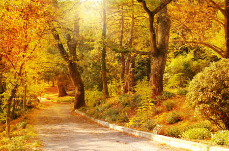 Autumn park in a bright sunny day. The road in the parkの写真素材