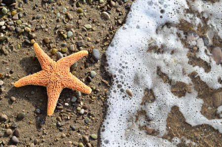 Starfish on the Sand border design. Vacation conceptの写真素材