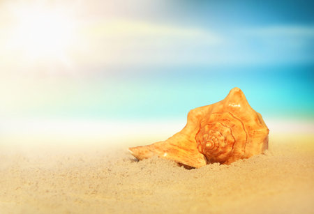 Sea shell on the sandy beach. Tropical landscape
