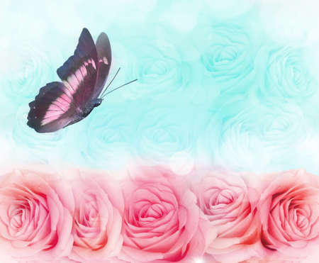beautiful colored butterfly hovering over a background of rosesの写真素材