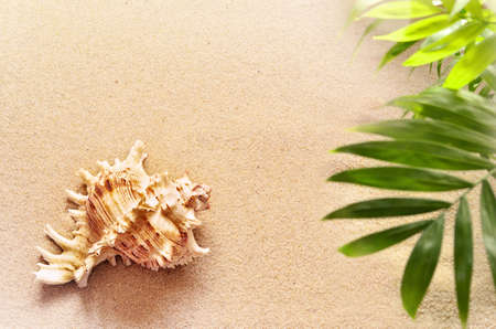Summer beach. Seashell and palm on a sandy beach.の写真素材
