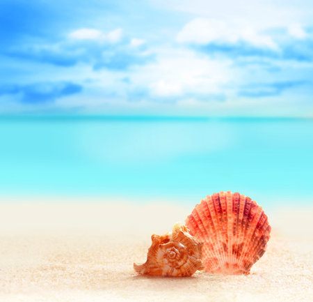 Summer beach. Seashell on a sandy beach. The ocean, beautiful sky.
