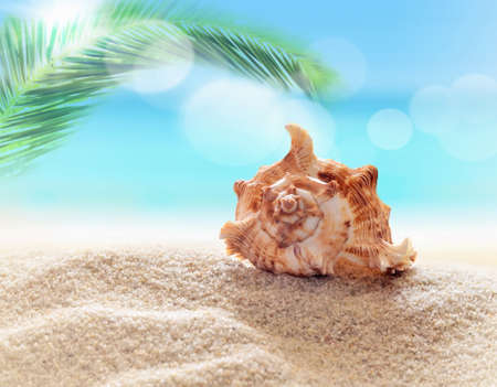 Seahell on the sandy beach and palmの写真素材