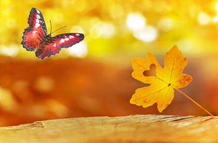Beautiful butterfly and nice leaf. Autumn landscapeの写真素材